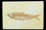 Fossil Fish (Knightia) - Green River Formation #130324-1